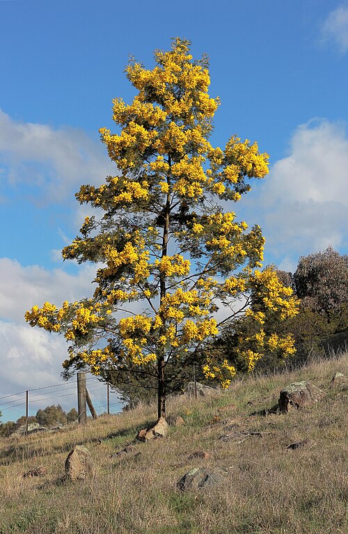 Wattle plant