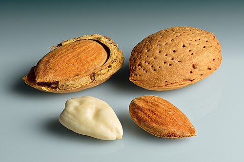 Almond plant