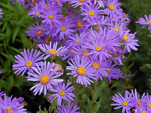 Aster plant