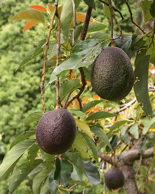Avocado plant