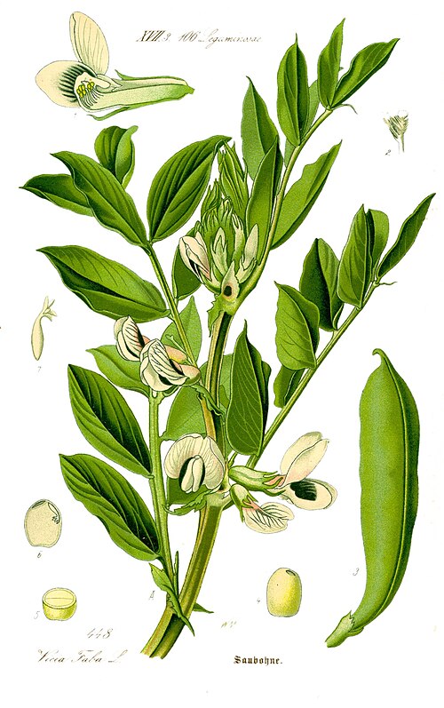 Broad beans plant