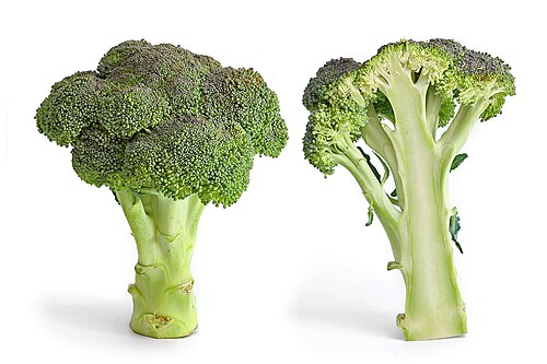 Broccoli plant