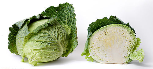 Cabbage plant