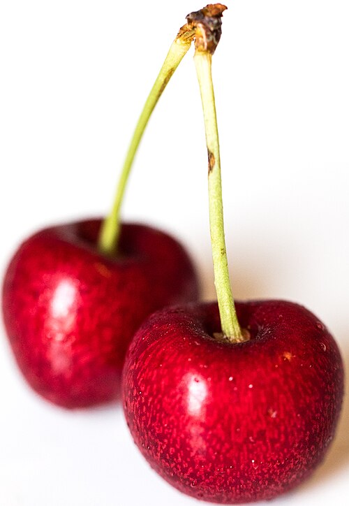 Cherry plant