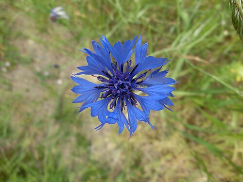Cornflower plant