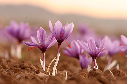 Crocus plant