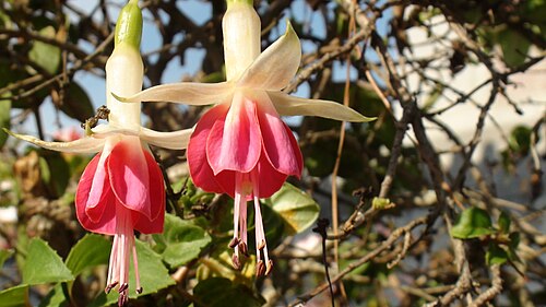 Fuchsia plant