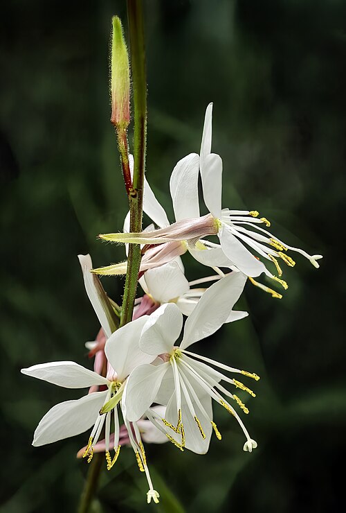 Gaura plant