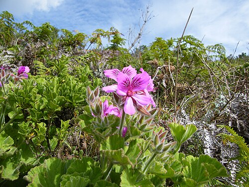 Geranium plant