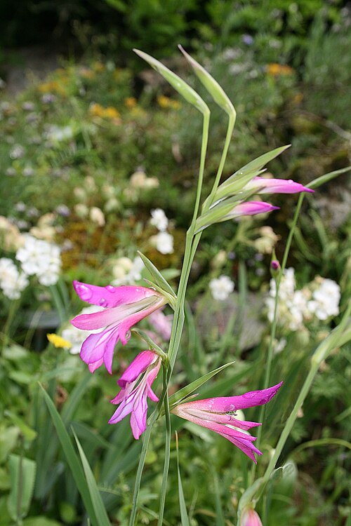 Gladiolus plant