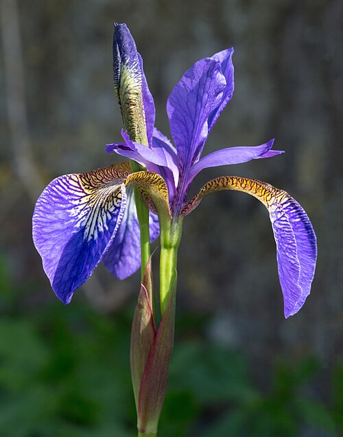 Iris plant
