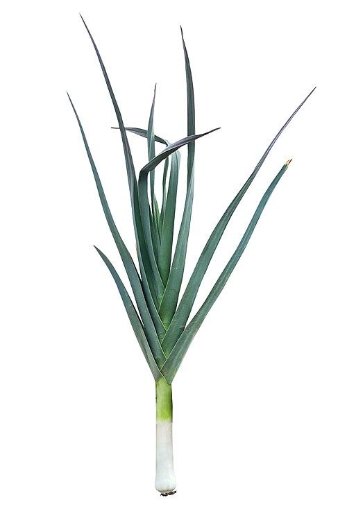 Leek plant