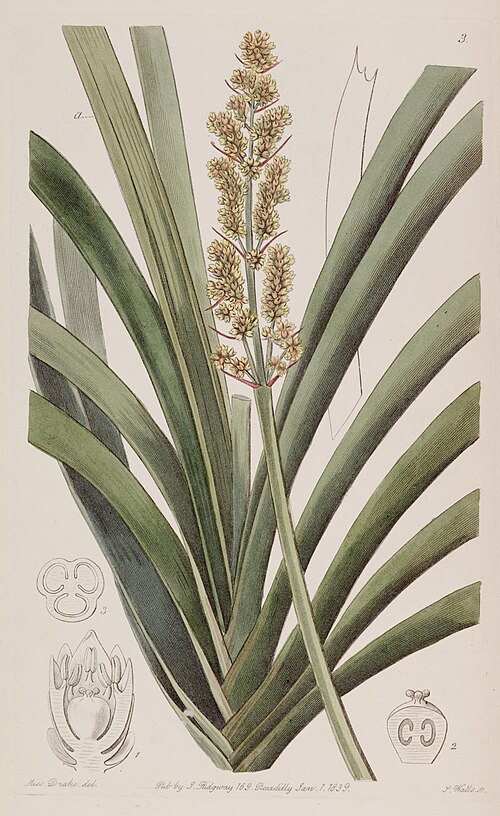 Lomandra plant