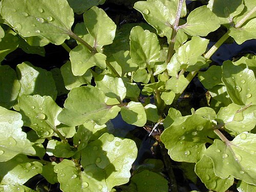 Nasturtium plant