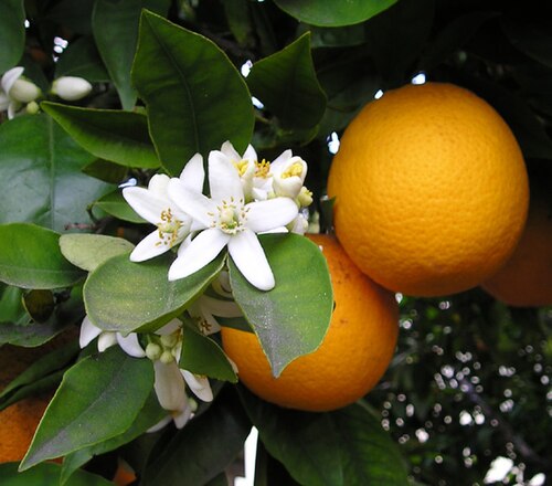 Orange plant