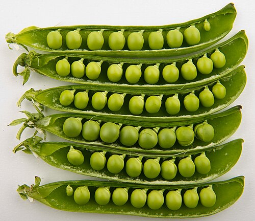 Peas plant