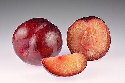 Plum plant