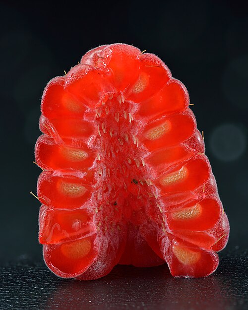 Raspberry plant