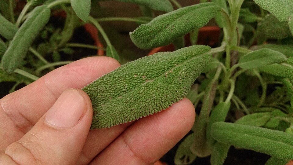 Sage plant
