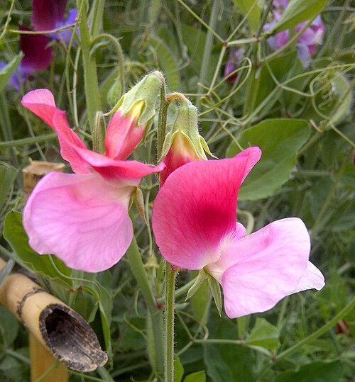 Sweet pea plant