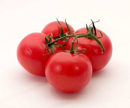 Tomato plant