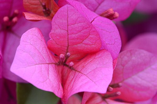 Bougainvillea plant