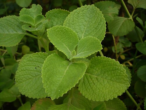 Coleus plant