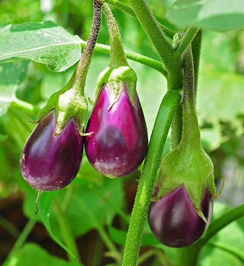 Eggplant plant