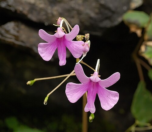Impatiens plant