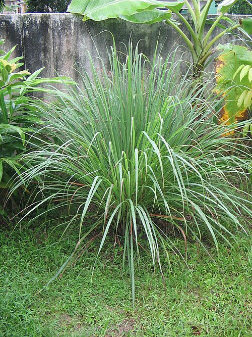 Lemongrass plant