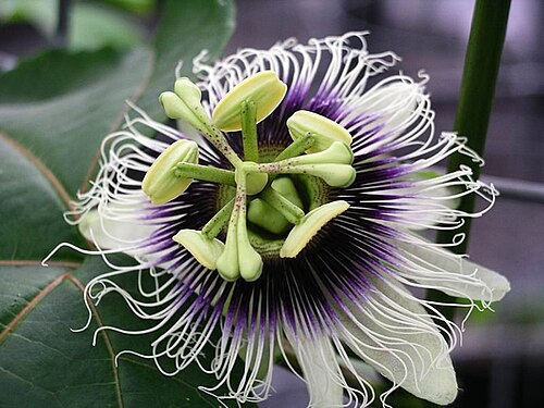 Passionfruit plant