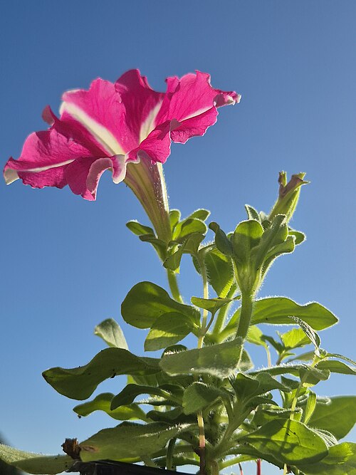 Petunia plant