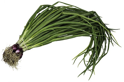 Spring onion plant