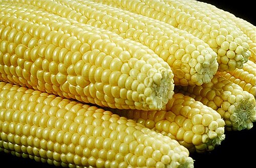 Sweet corn plant