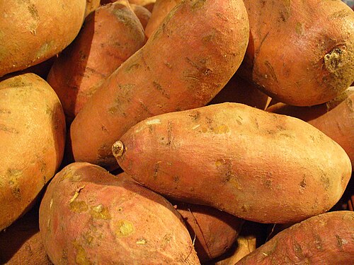 Sweet potato plant
