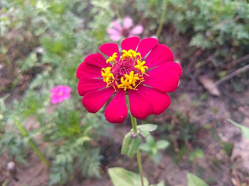 Zinnia plant